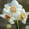 Abba