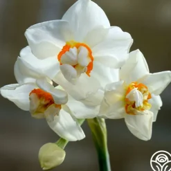 Abba