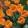 Apricot Foxx