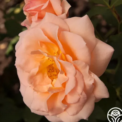 Apricot Nectar™