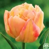 Apricot Symbiose