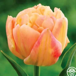 Apricot Symbiose