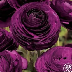Aviv Purple