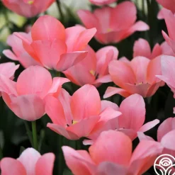Bella Blush