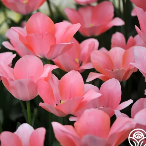 Bella Blush