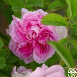 Blush Hip