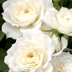 Bridal Sunblaze®