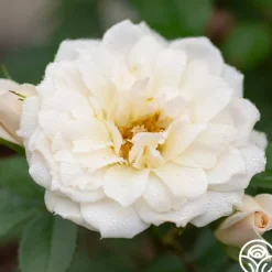 Bridal Sunblaze®
