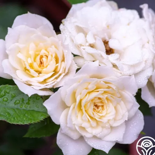 Bridal Sunblaze®
