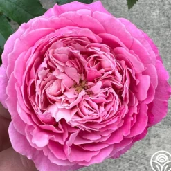 Deeply Fragrant Collection