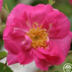 Duchess Of Portland