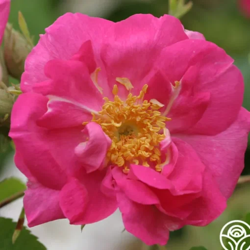 Duchess Of Portland
