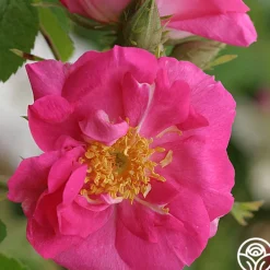 Duchess Of Portland