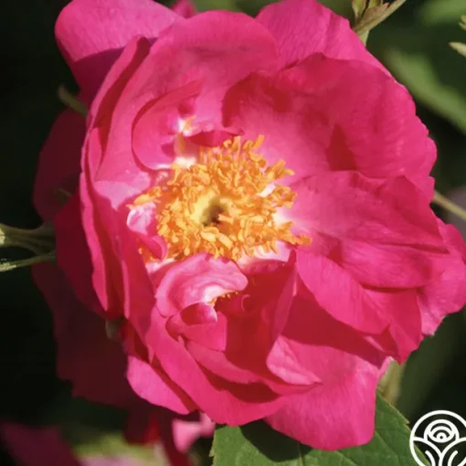 Duchess Of Portland