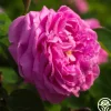 Dutch Provence