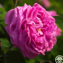 Dutch Provence