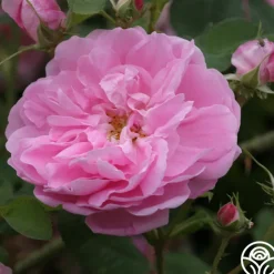 Dutch Provence