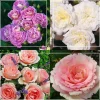 Easy-To-Grow Collection II