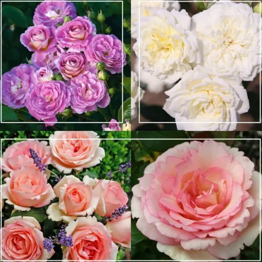 Easy-To-Grow Collection II
