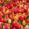 Fire Glow Mix