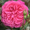 Flamenco Rosita