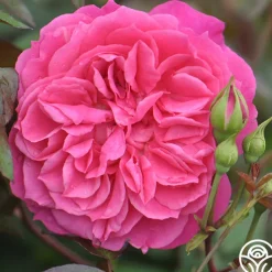 Flamenco Rosita