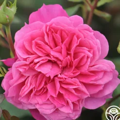 Flamenco Rosita