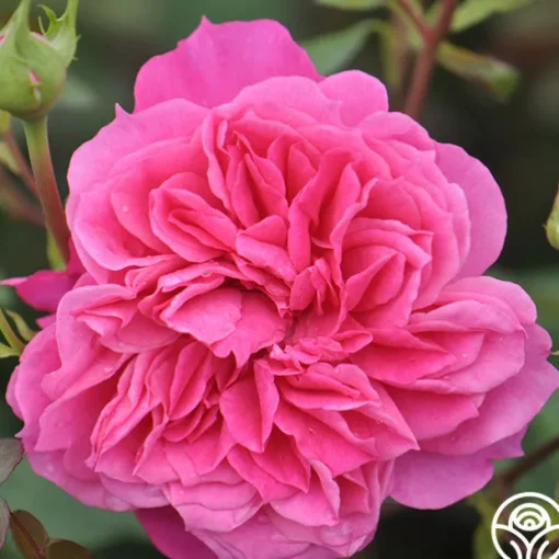 Flamenco Rosita
