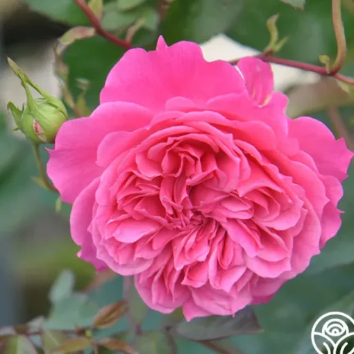 Flamenco Rosita