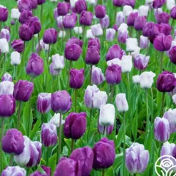 Flaming Purple Mix