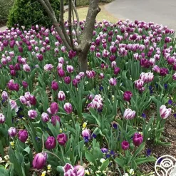 Flaming Purple Mix