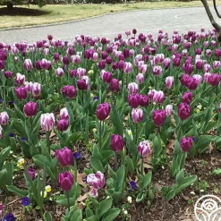 Flaming Purple Mix