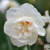 Flower Drift
