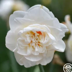 Flower Drift
