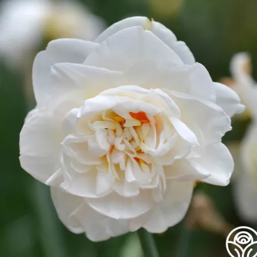 Flower Drift