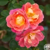 Fruity Petals™