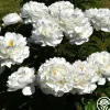 Gardenia