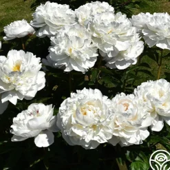 Gardenia