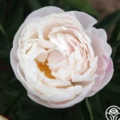 Gardenia