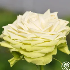 Green Romantica®