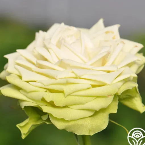 Green Romantica®