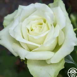 Green Romantica®