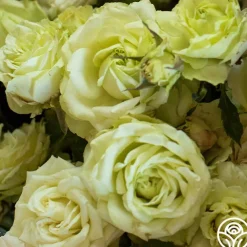 Green Romantica®