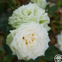 Green Romantica®