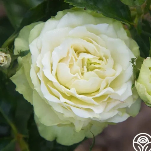 Green Romantica®