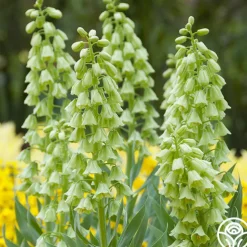 Ivory Bells