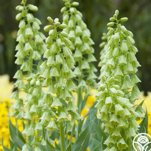 Ivory Bells
