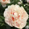 Joyful Romantic