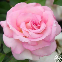 La Fleurette