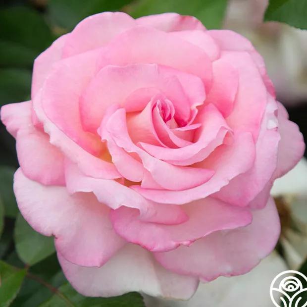 La Fleurette